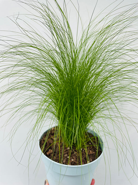 Bilde av Stipa tenacissima ‘Pony Tails’-Spanne Plantesalg