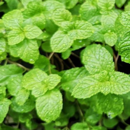 Bilde av Mentha piperita 'Strawberry'-Spanne Plantesalg