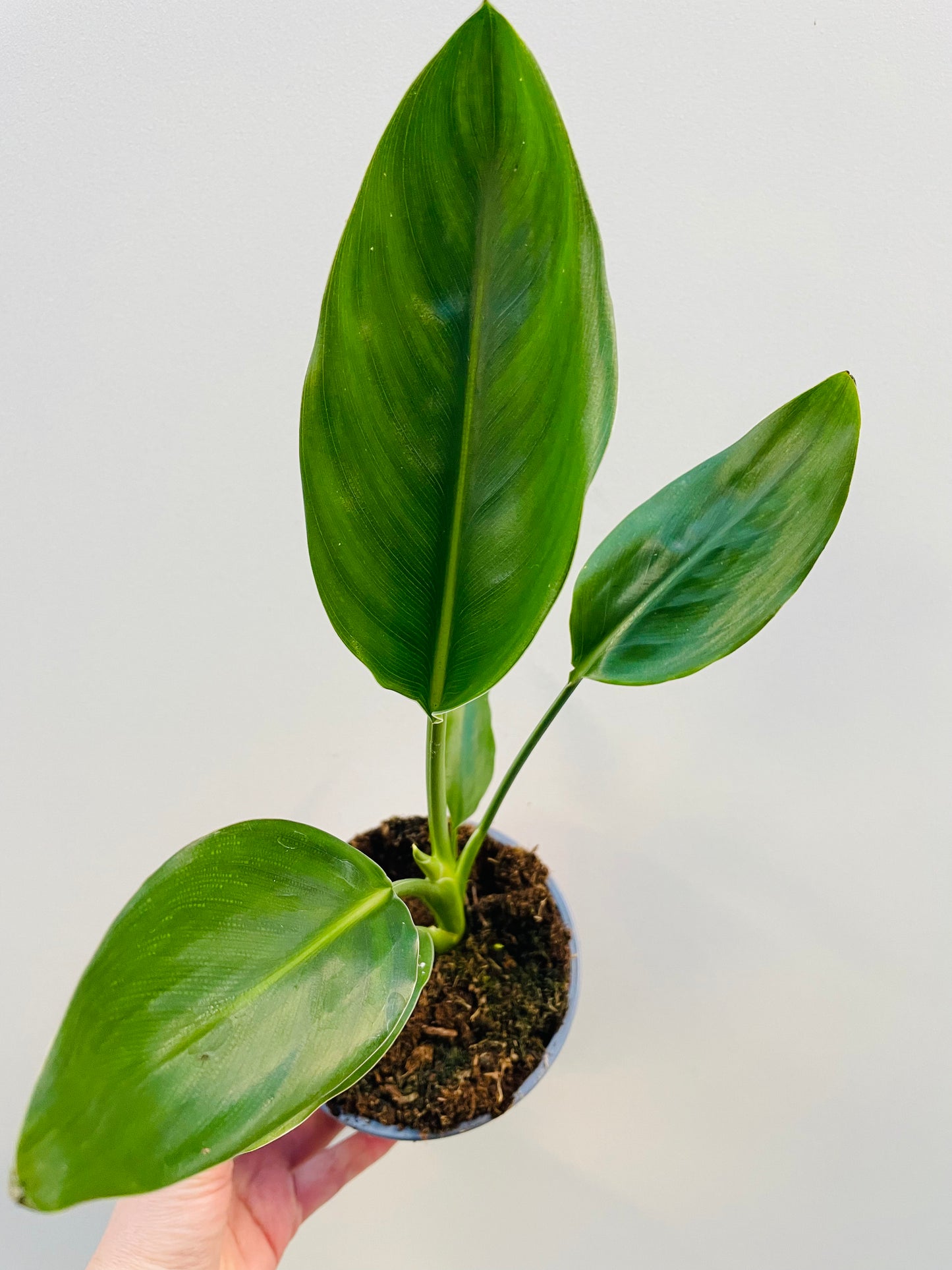 Bilde av Strelitzia nicolai-Spanne Plantesalg