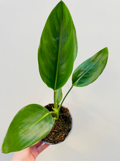 Bilde av Strelitzia nicolai-Spanne Plantesalg