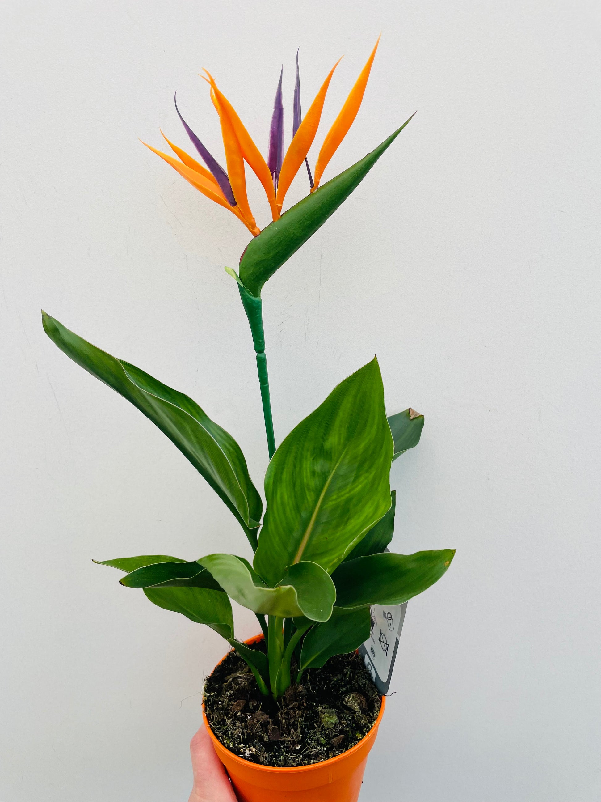 Bilde av Strelitzia reginae-Spanne Plantesalg