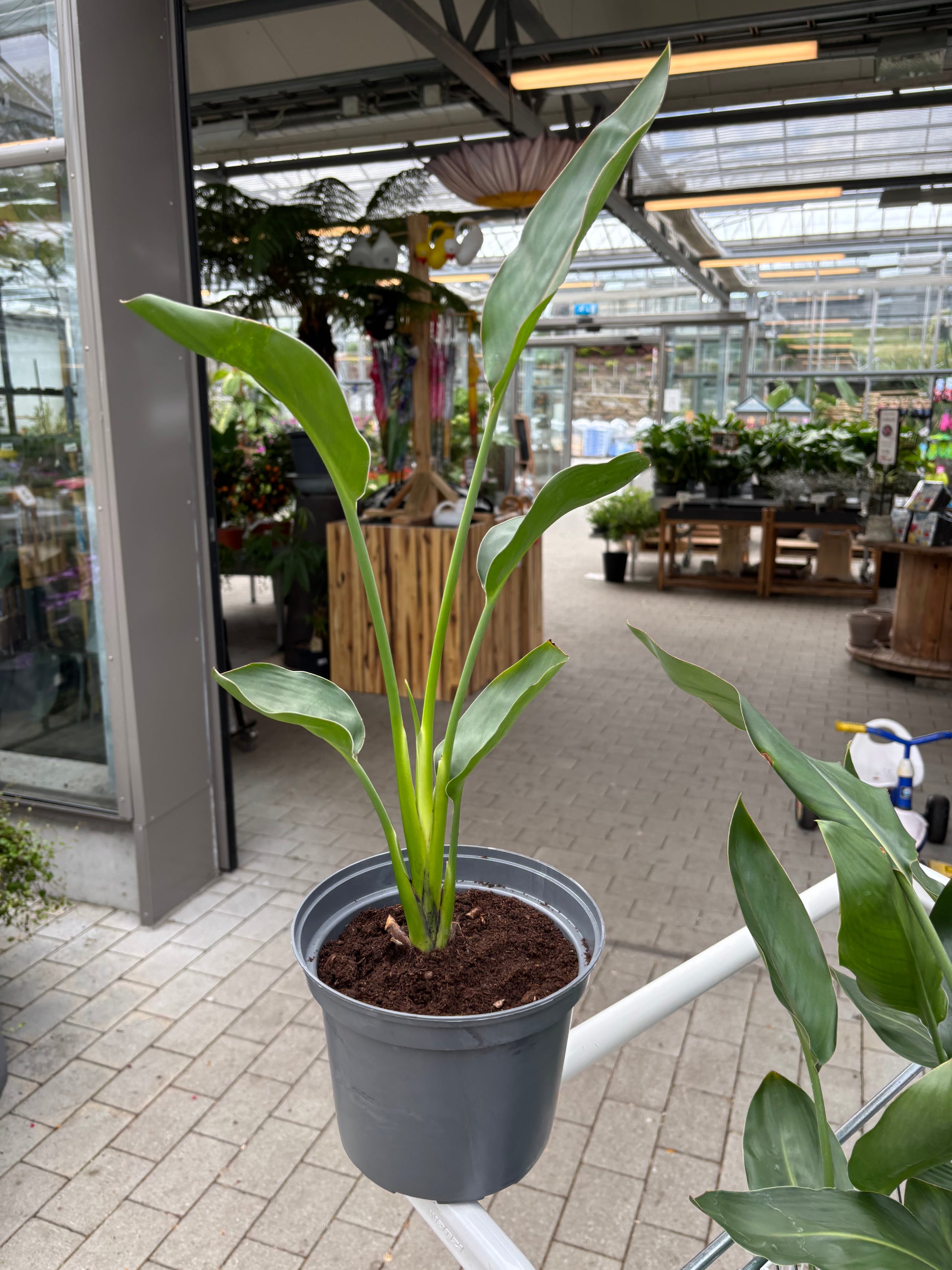 Bilde av Strelitzia reginae-Spanne Plantesalg