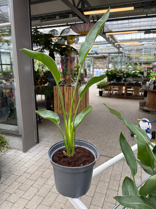 Bilde av Strelitzia reginae-Spanne Plantesalg