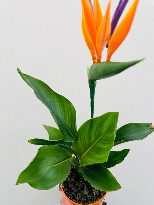 Bilde av Strelitzia reginae-Spanne Plantesalg