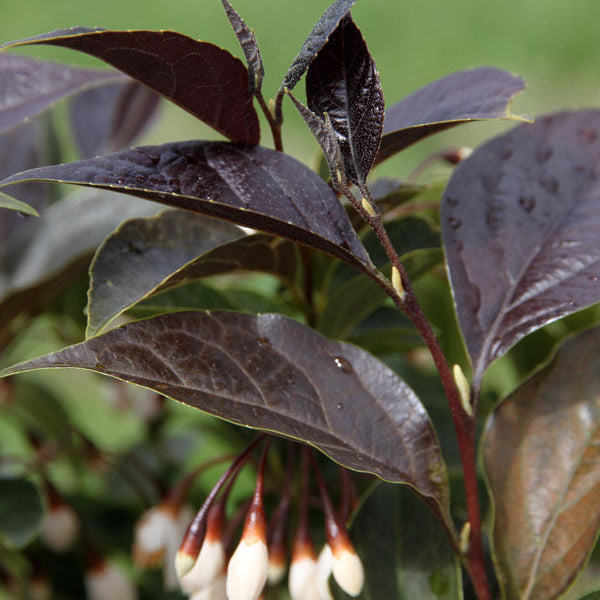 Bilde av Styrax japonicus 'Evening Light'-Spanne Plantesalg