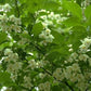 Bilde av Styrax japonicus 'Fragrant Fountain'-Spanne Plantesalg