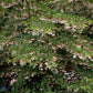 Bilde av Styrax japonicus 'Fragrant Fountain'-Spanne Plantesalg