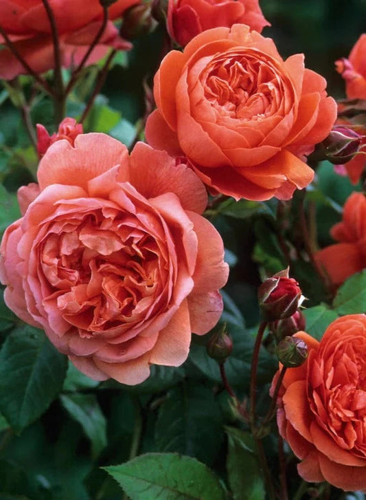 Bilde av Summersong rose