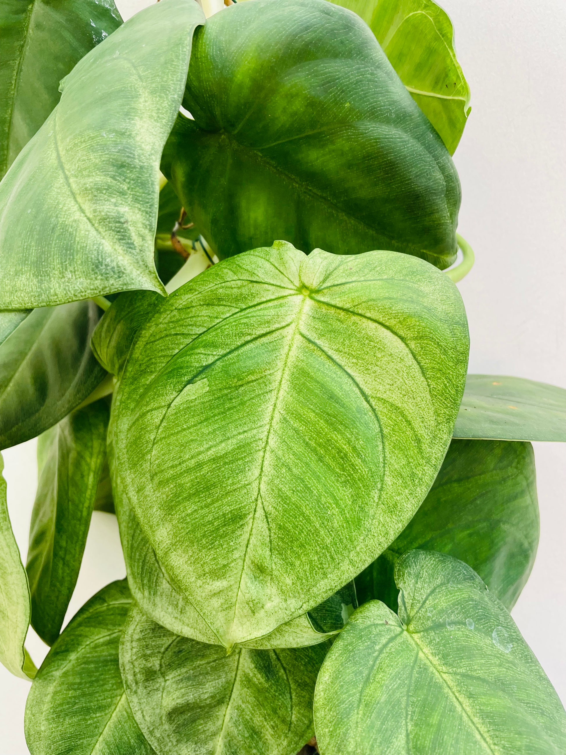 Bilde av Syngonium macrophyllum 'Frosted Heart'-Spanne Plantesalg