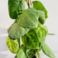 Bilde av Syngonium macrophyllum 'Frosted Heart'-Spanne Plantesalg