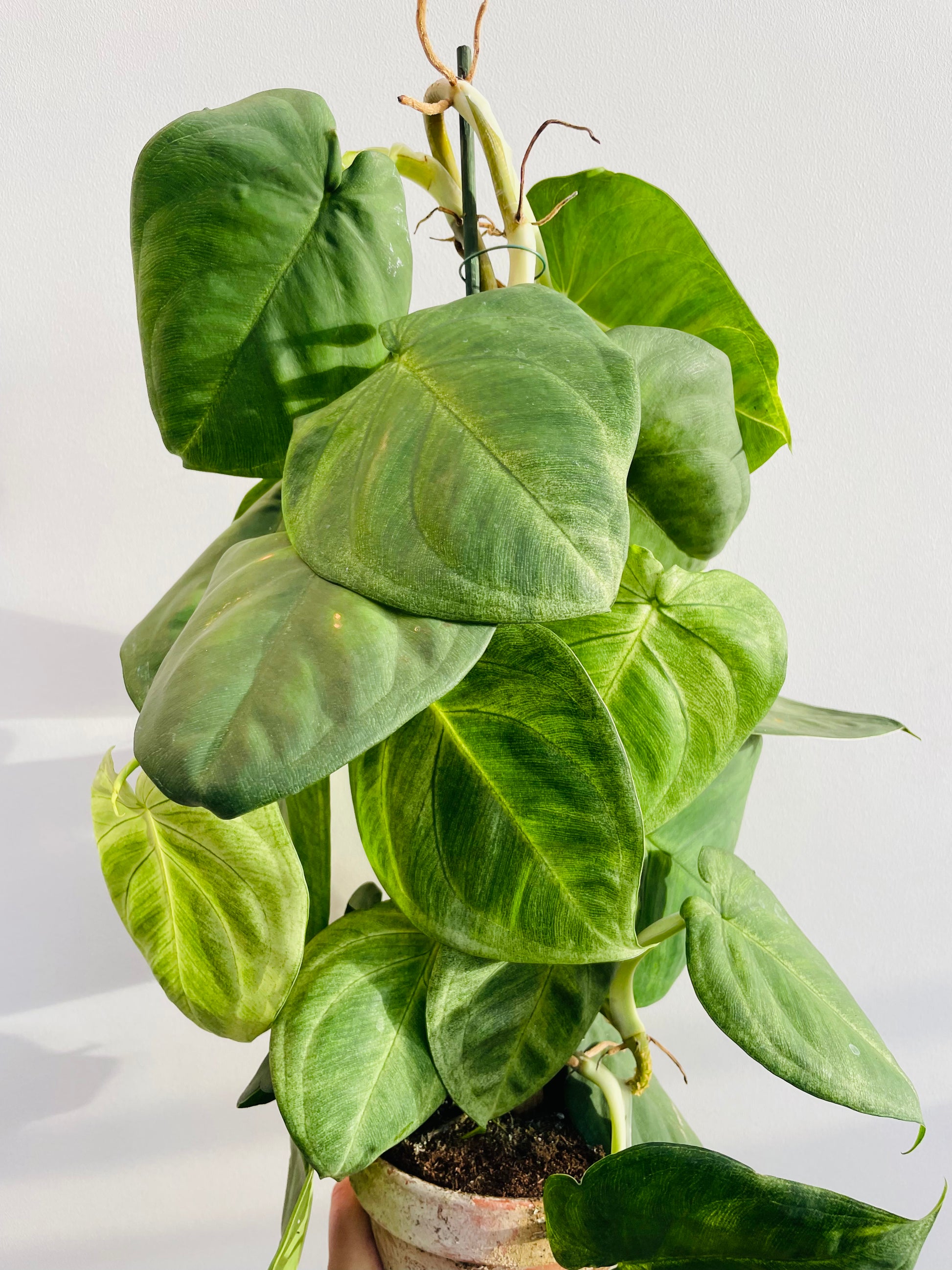 Bilde av Syngonium macrophyllum 'Frosted Heart'-Spanne Plantesalg
