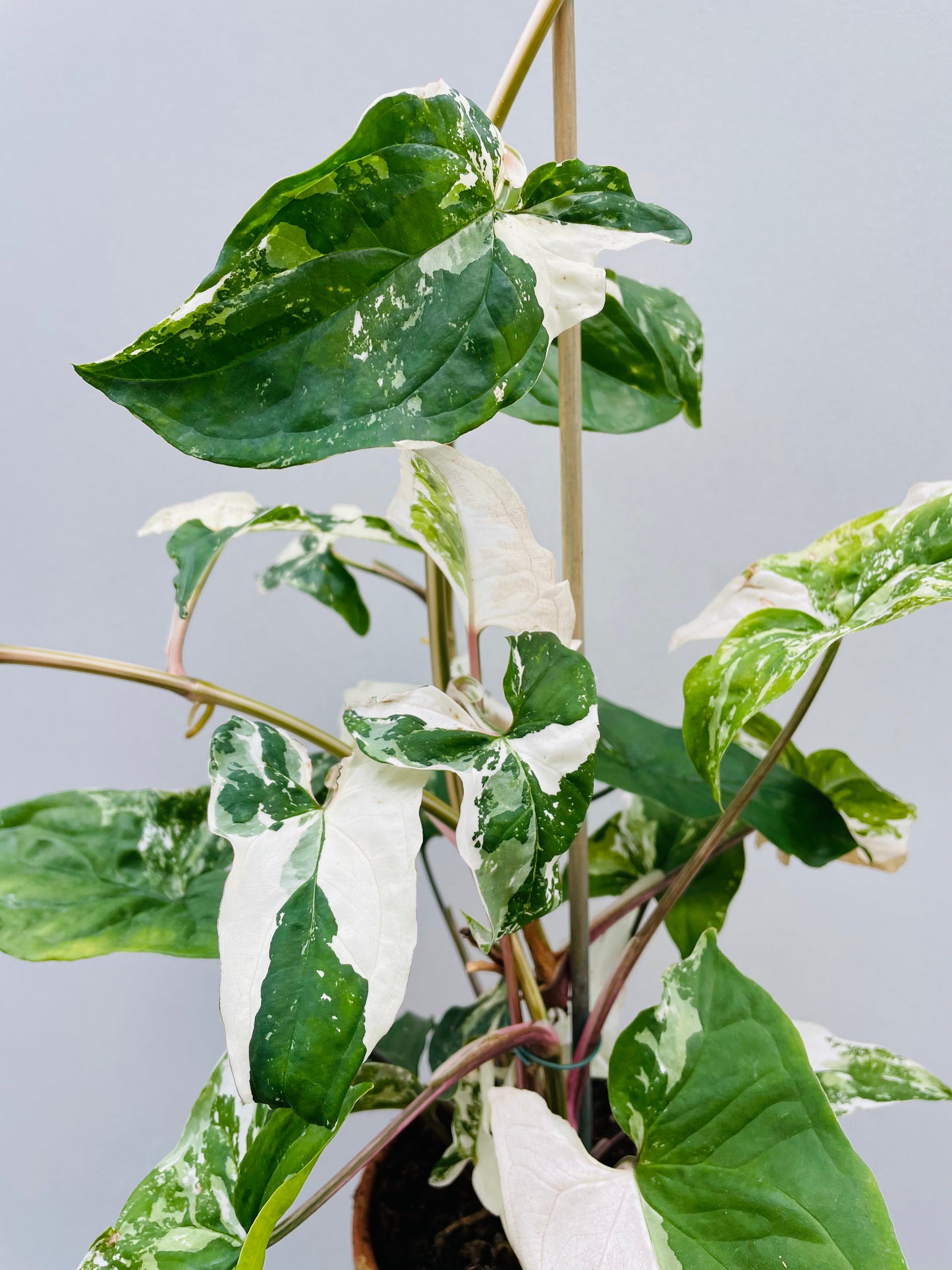 Bilde av Syngonium podophyllum albo variegata-Spanne Plantesalg