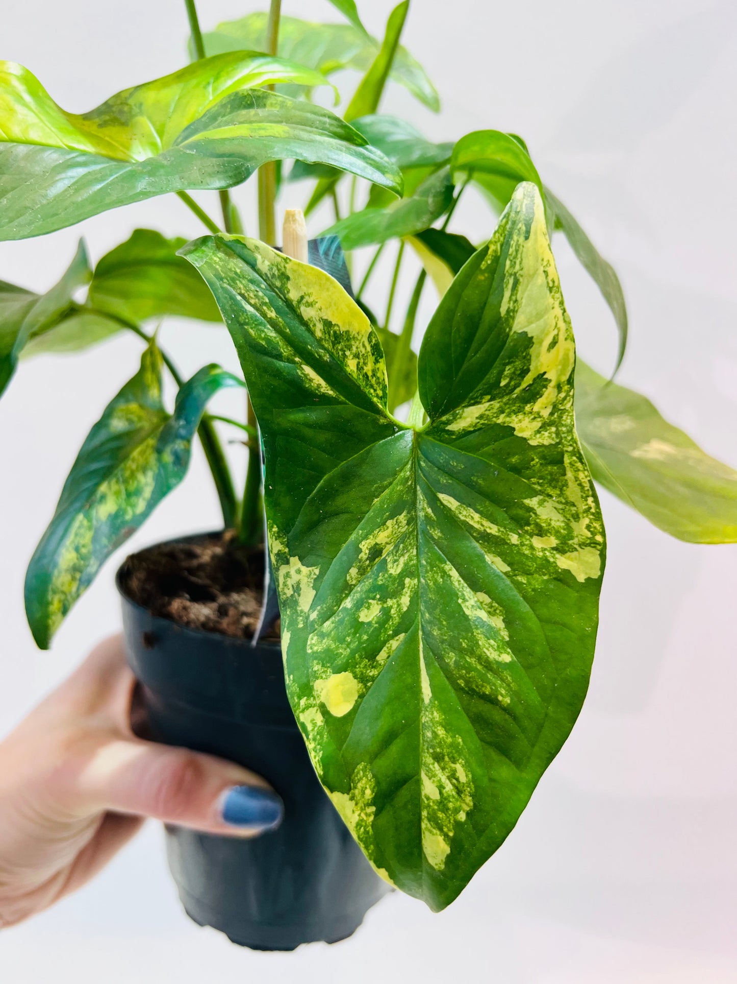 Bilde av Syngonium podophyllum f.aureovariegata, 12 cm potte-Spanne Plantesalg