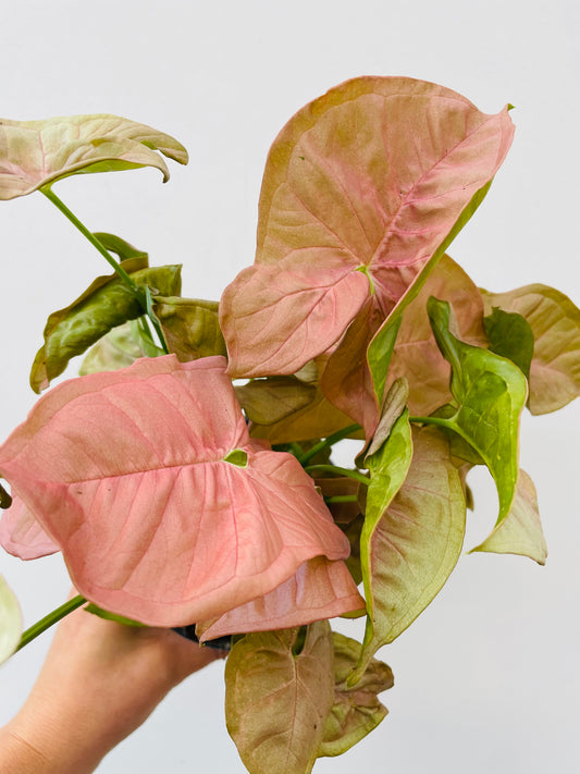 Bilde av Syngonium podophyllum 'Neon'-Spanne Plantesalg