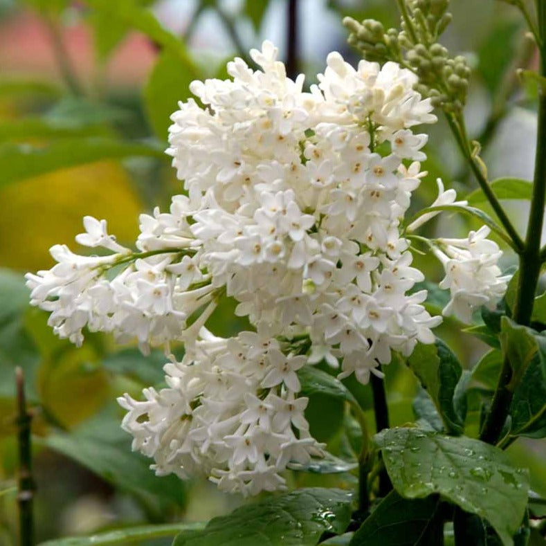 Bilde av Syringa 'Agnes Smith'-Spanne Plantesalg