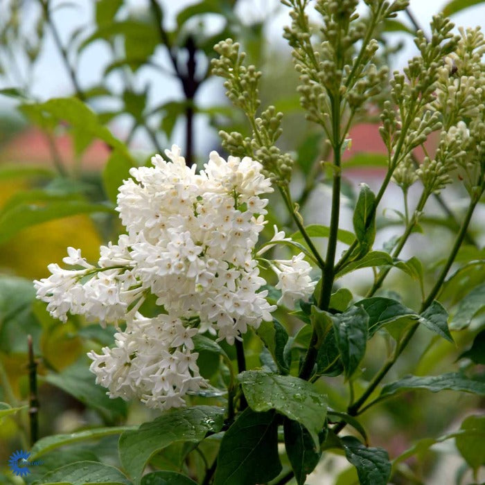 Bilde av Syringa 'Agnes Smith'-Spanne Plantesalg