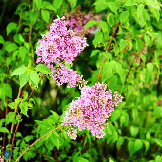 Bilde av Syringa chinensis 'Saugeana'-Spanne Plantesalg