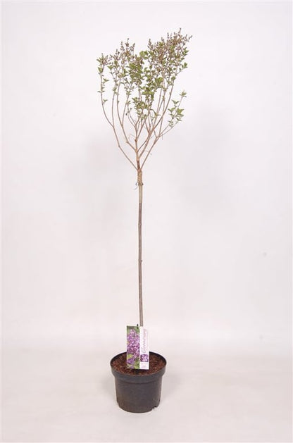 Bilde av Syringa Dark Purple-Spanne Plantesalg