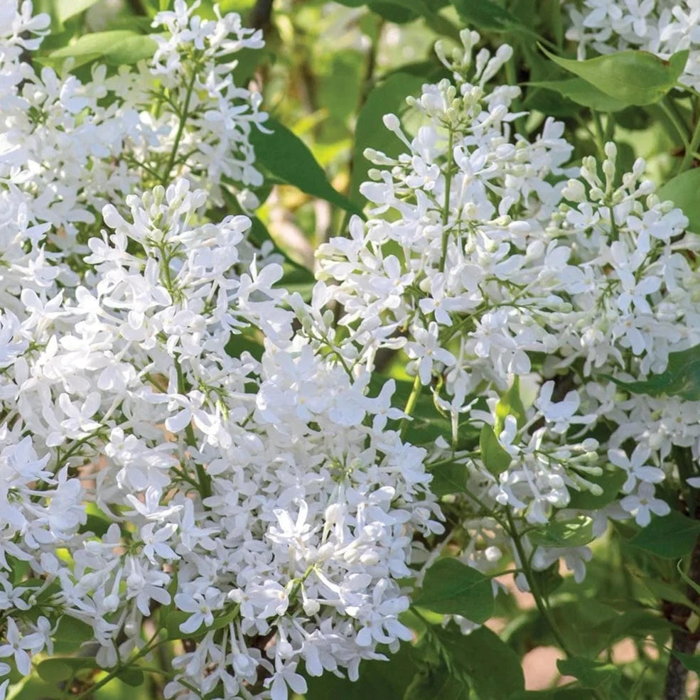 Bilde av Syringa Flowerfesta® White-Spanne Plantesalg