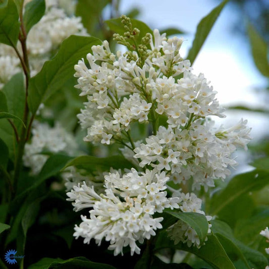 Bilde av Syringa josikaea 'Holger'-Spanne Plantesalg