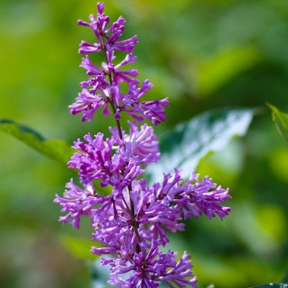 Bilde av Syringa josikaea 'Oden'-Spanne Plantesalg