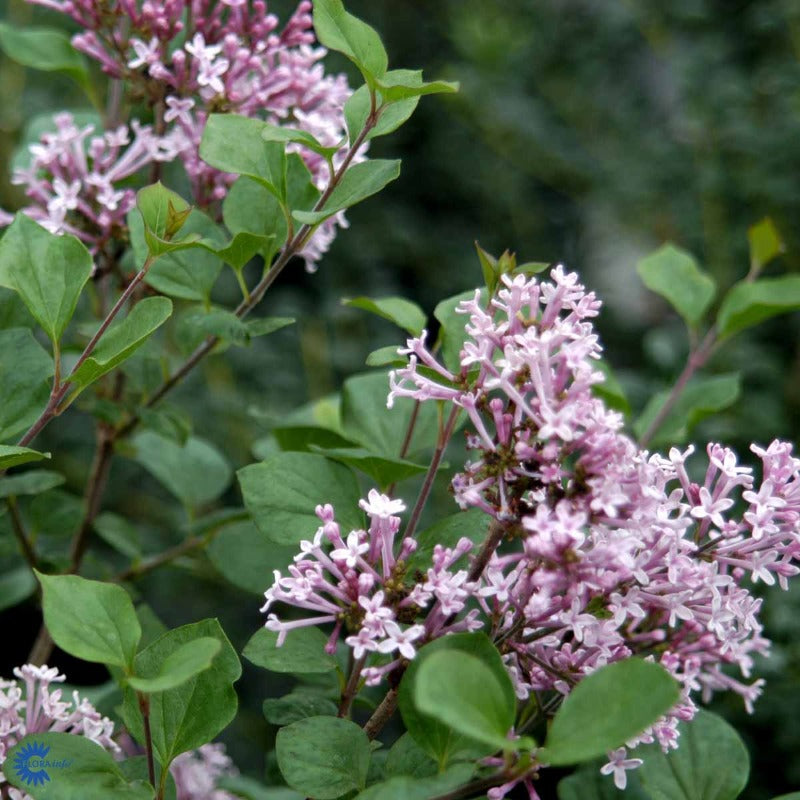 Bilde av Syringa meyeri Flowerfesta Purple-Spanne Plantesalg