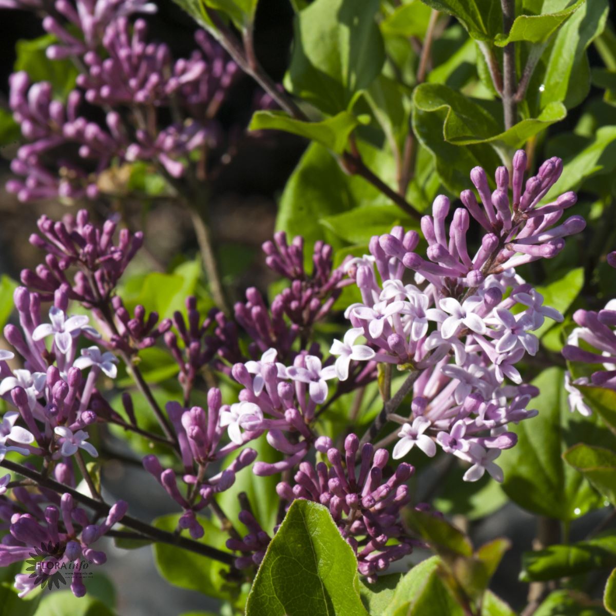 Bilde av Syringa meyeri 'Palibin' stamme-Spanne Plantesalg