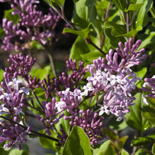 Bilde av Syringa meyeri 'Palibin' stamme-Spanne Plantesalg