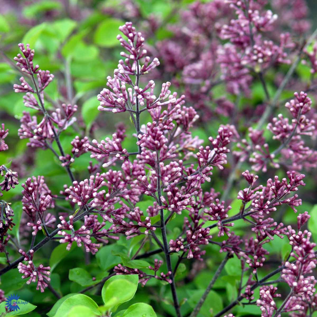 Bilde av Syringa meyeri 'Palibin' stamme-Spanne Plantesalg