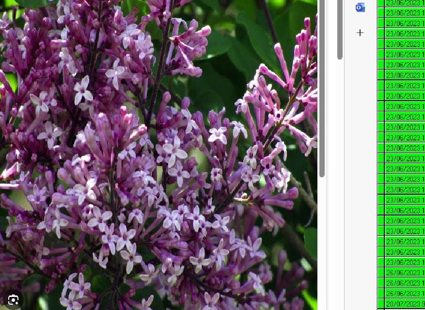 Bilde av SYRINGA MEYERI PALIBIN-Spanne Plantesalg