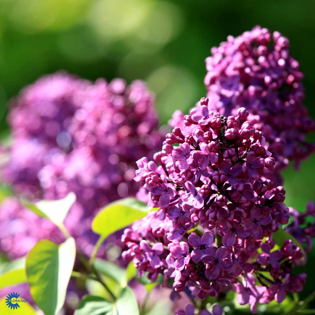 Bilde av Syringa v. 'And. an Ludwig Späth'-Spanne Plantesalg