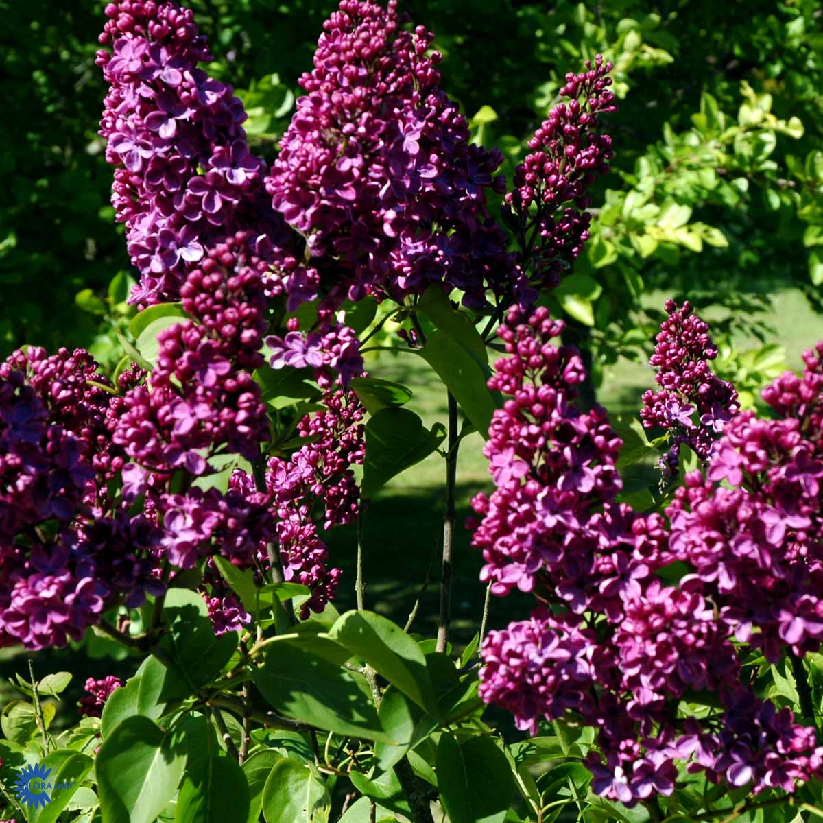 Bilde av Syringa v. 'And. an Ludwig Späth' stamme-Spanne Plantesalg