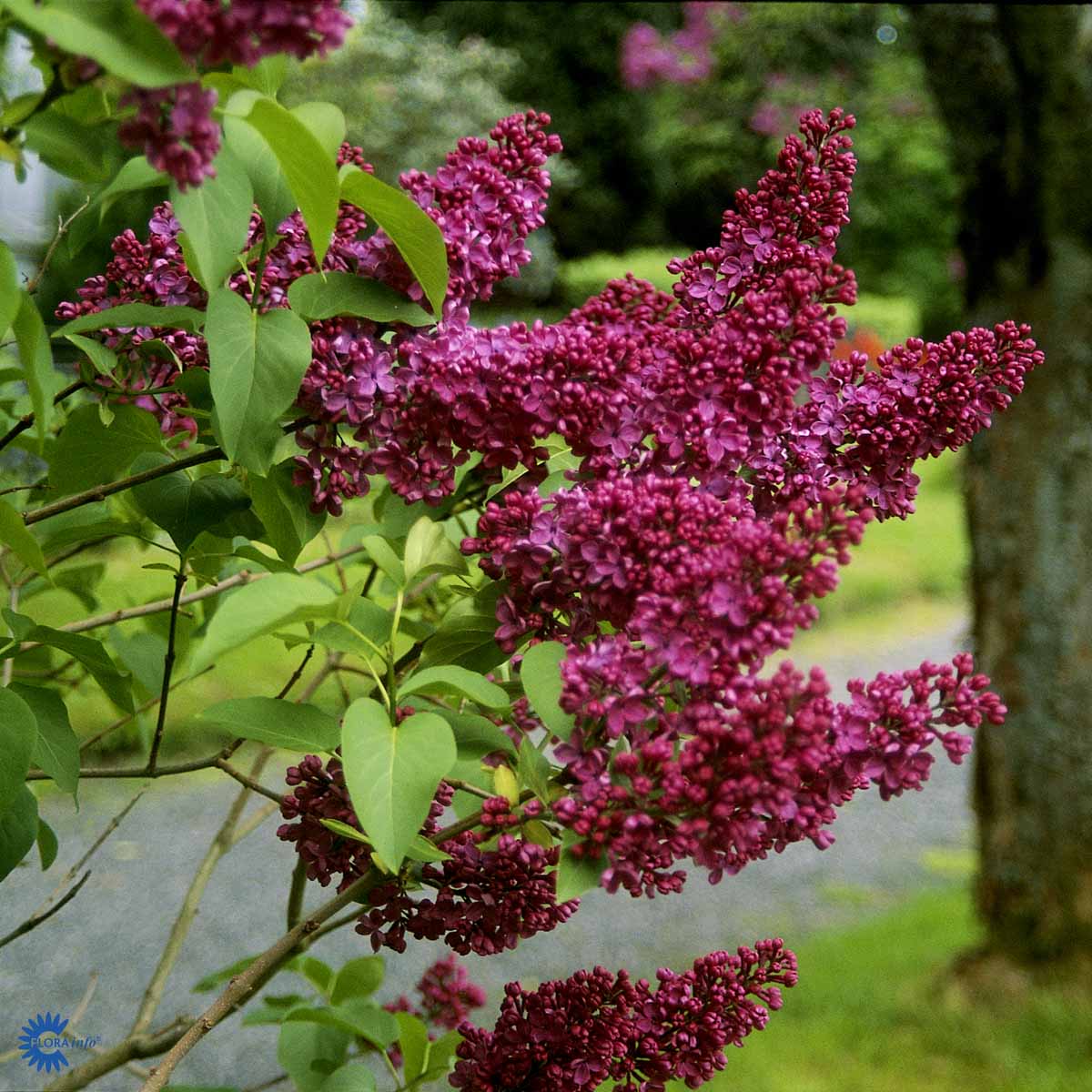 Bilde av Syringa v. 'Charles Joly'-Spanne Plantesalg