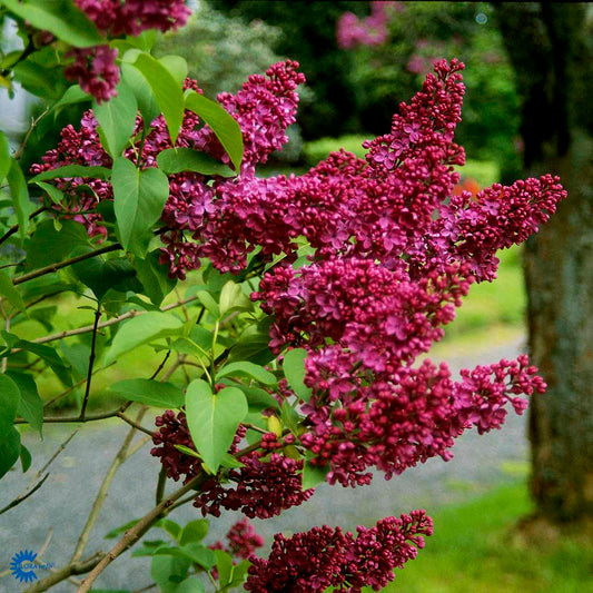 Bilde av Syringa v. 'Charles Joly'-Spanne Plantesalg