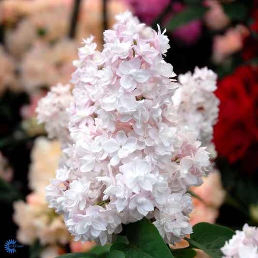 Bilde av Syringa v. Beauty of Moscow-Spanne Plantesalg