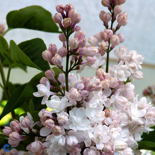Bilde av Syringa v. Beauty of Moscow-Spanne Plantesalg