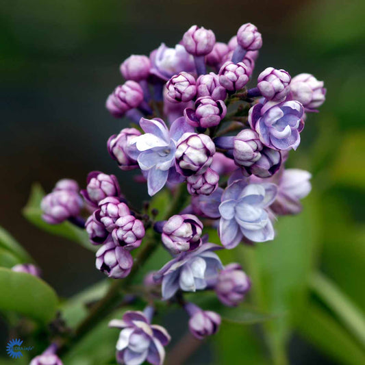 Bilde av Syringa v. 'Michel Buchner'-Spanne Plantesalg