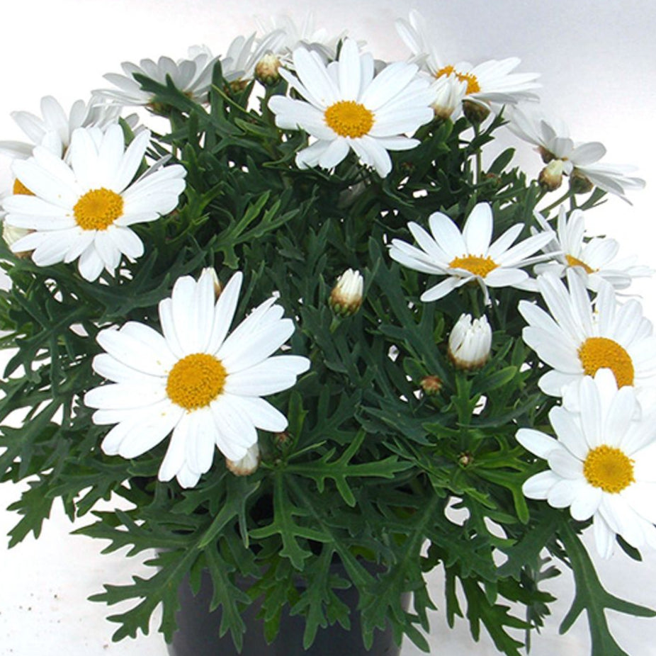 Bilde av Argyranthemum Percussion® Giga White, 2 For 79,90-Spanne Plantesalg