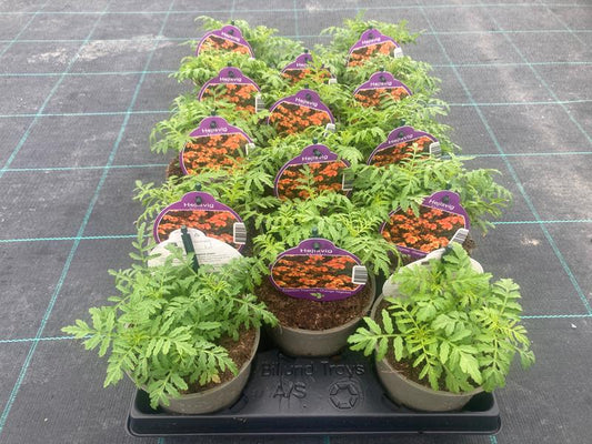 Bilde av TAGETES 'GOLDEN GEM'-Spanne Plantesalg
