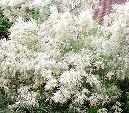 Bilde av Tamarix 'Hulsdonk White'-Spanne Plantesalg