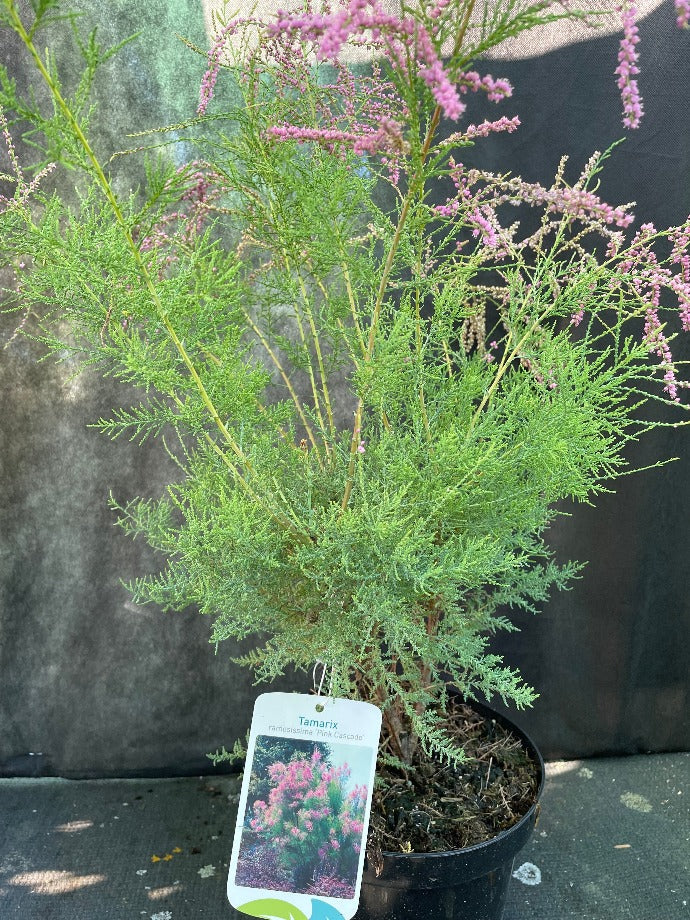 Bilde av Tamarix ramosissima 'Pink Cascade'-Spanne Plantesalg