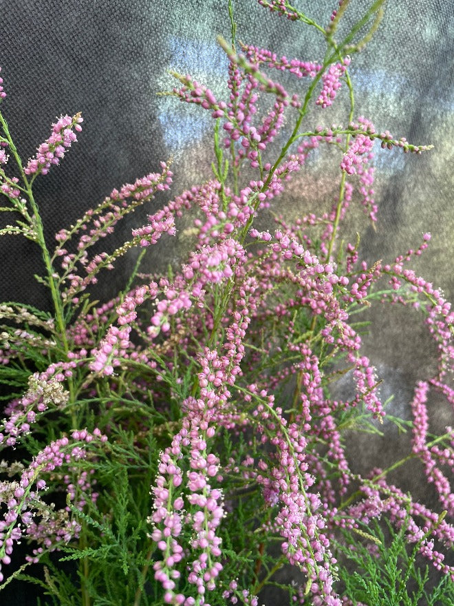 Bilde av Tamarix ramosissima 'Pink Cascade'-Spanne Plantesalg