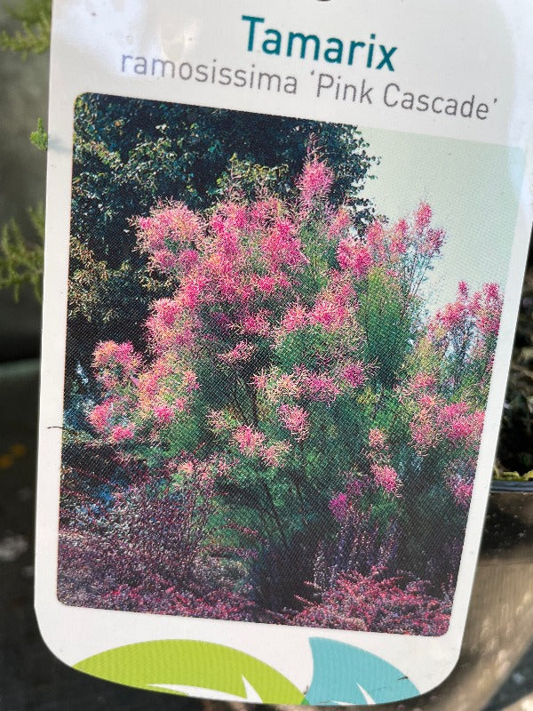 Bilde av Tamarix ramosissima 'Pink Cascade'-Spanne Plantesalg