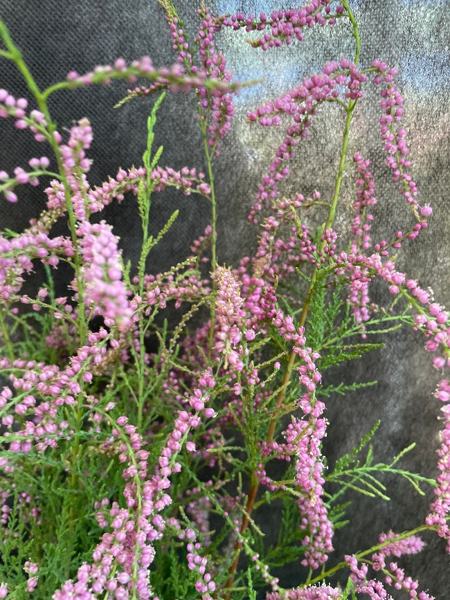 Bilde av Tamarix ramosissima 'Pink Cascade'-Spanne Plantesalg