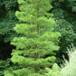 Bilde av Taxodium ascendens 'Nutans'-Spanne Plantesalg