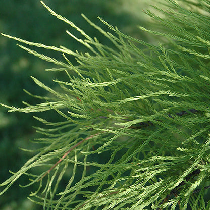 Bilde av Taxodium ascendens 'Nutans'-Spanne Plantesalg