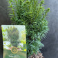 Bilde av Taxus b. 'Funny Jewel'-Spanne Plantesalg