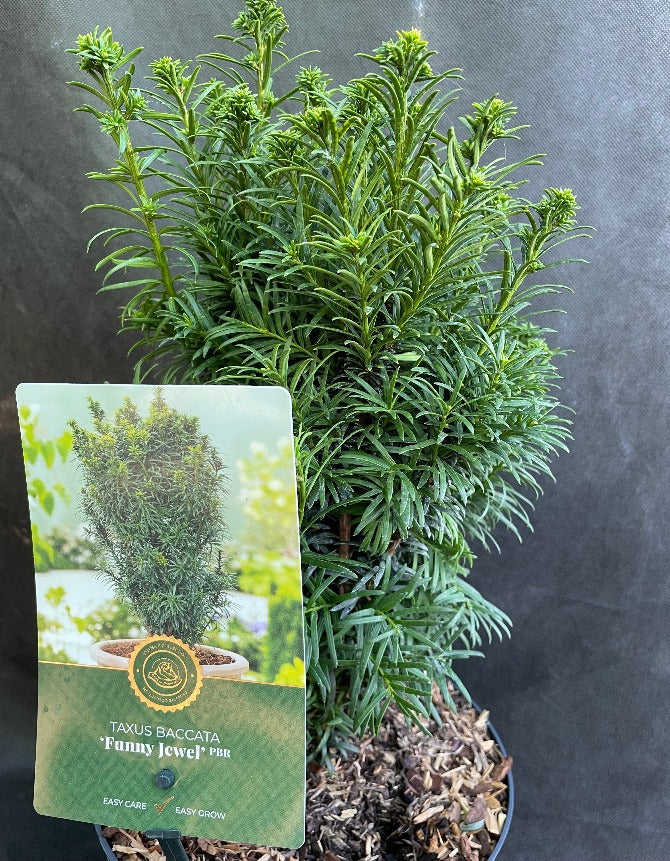 Bilde av Taxus b. 'Funny Jewel'-Spanne Plantesalg