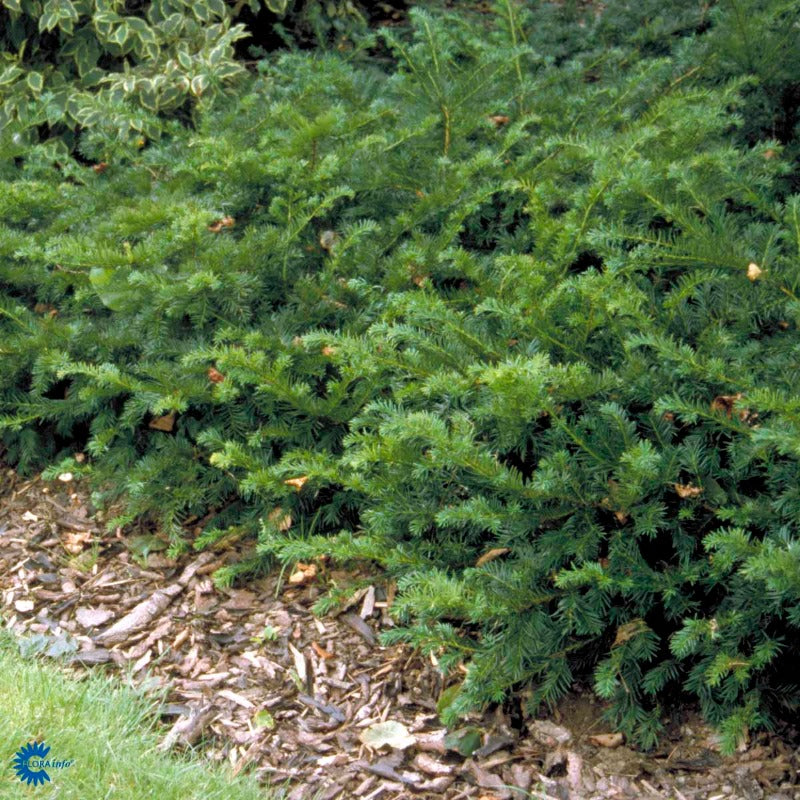 Bilde av Taxus b. 'Repandens'-Spanne Plantesalg