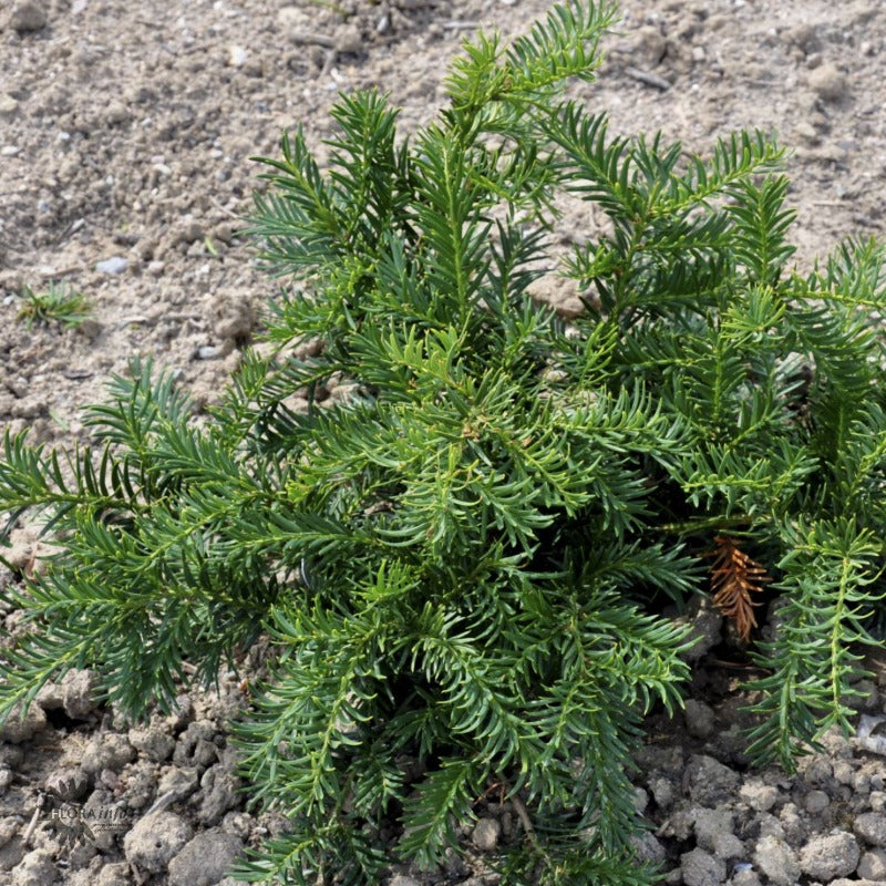 Bilde av Taxus b. 'Repandens'-Spanne Plantesalg